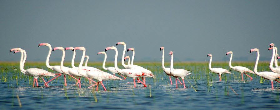 Nalsarovar Bird Sanctuary